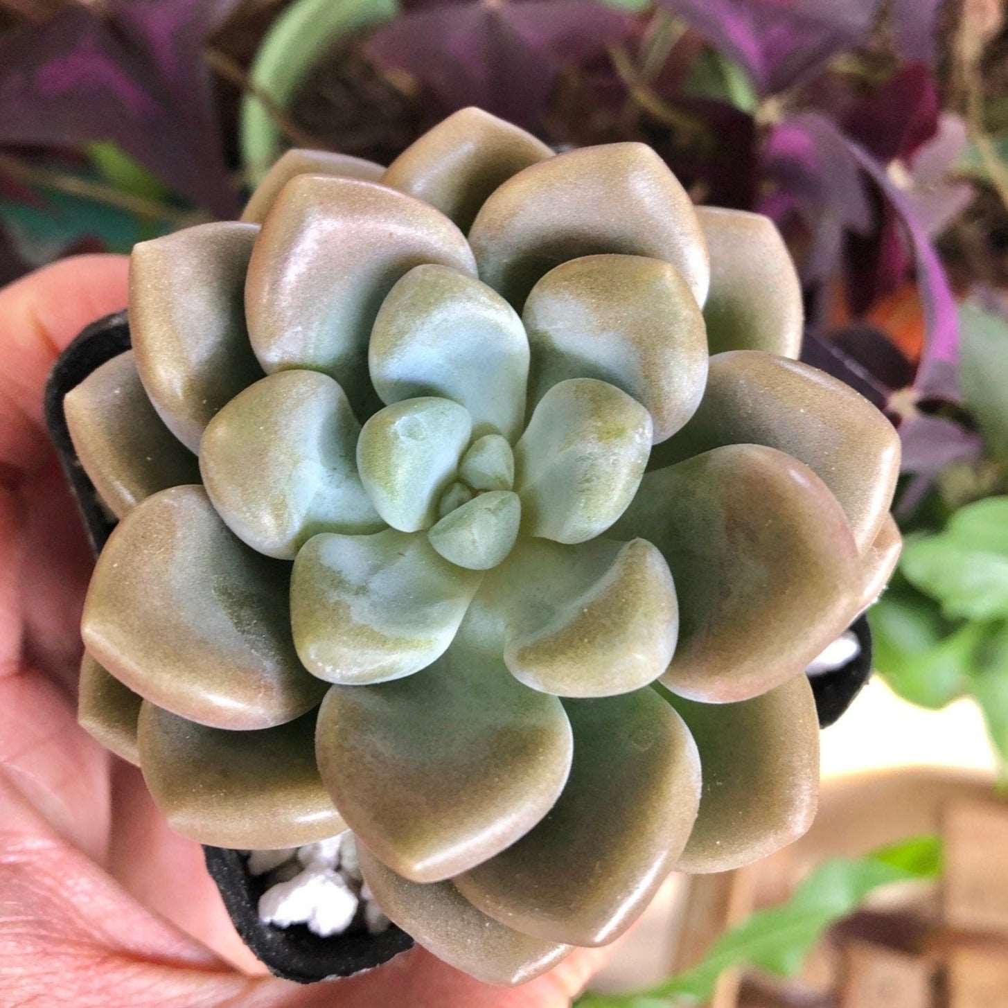 Echeveria