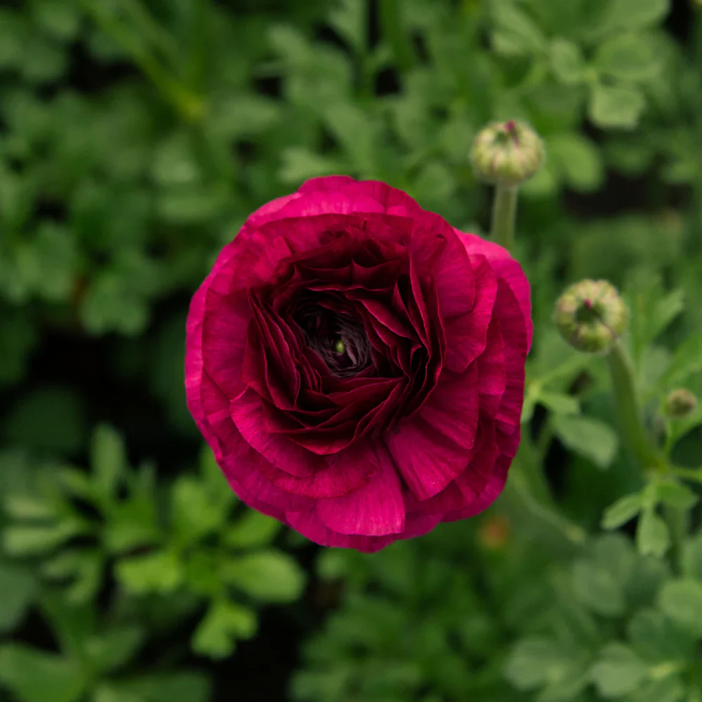 Ranunculus